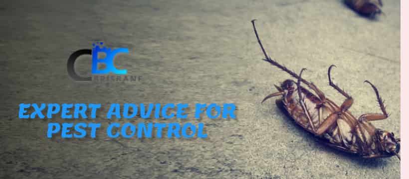 pest control tricks